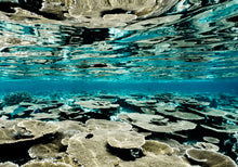 Load image into Gallery viewer, Coral Garden