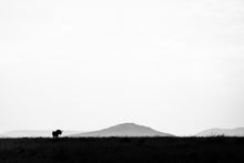 Load image into Gallery viewer, Wildebeest