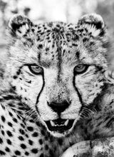 Load image into Gallery viewer, The Queen