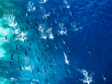 Load image into Gallery viewer, Family
