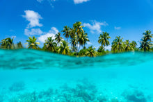 Load image into Gallery viewer, Palms
