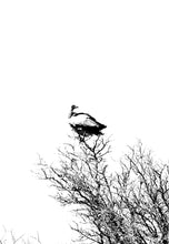 Load image into Gallery viewer, Vulture
